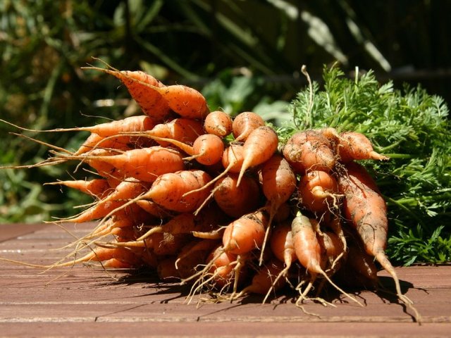 Σπορόφυτα καρότου και συμβουλές καλλιέργειας